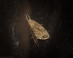 Crocidolomia suffusalis