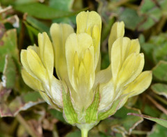 Trifolium fucatum
