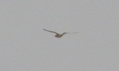 Elanus caeruleus caeruleus