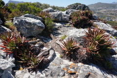 Aloe succotrina