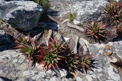 Aloe succotrina