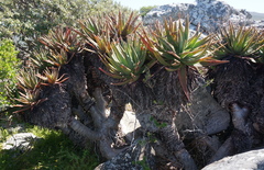 Aloe succotrina