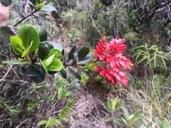 Carphalea