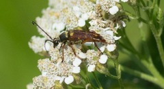 Typocerus acuticauda