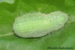 Mahathala ameria
