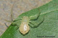 Synema decoratum