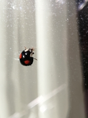 Harmonia axyridis