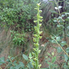 Platanthera limosa