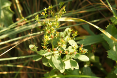 Hypericum majus