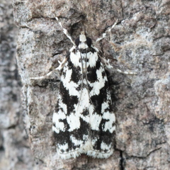 Eudonia aphrodes