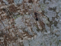 Dolichoderus sibiricus