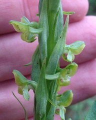 Platanthera limosa