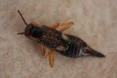Forficula auricularia
