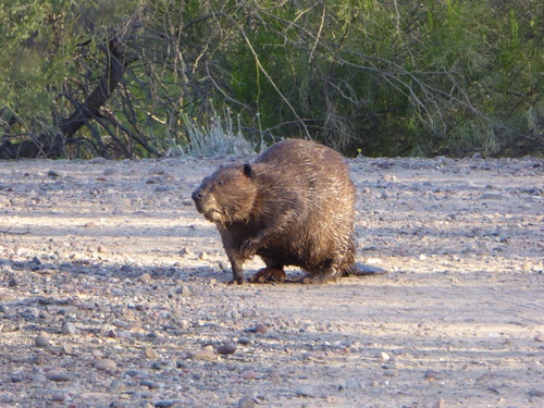 American Beaver photographed in Arizona