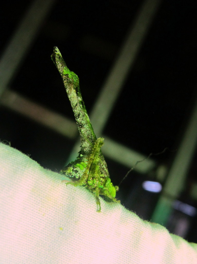 Paraphidnia