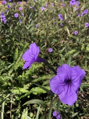 Ruellia simplex image