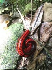 Aphistogoniulus erythrocephalus