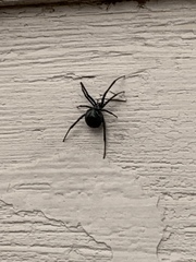 Latrodectus hesperus