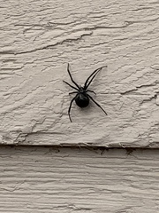 Latrodectus hesperus