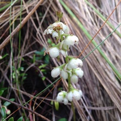 Pyrola angustifolia