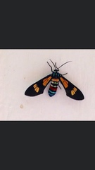 Euchromia guineensis