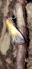 Piesmopoda semilutea