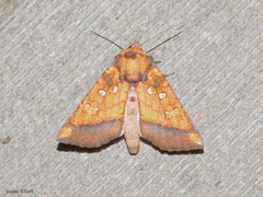 Papaipema leucostigma