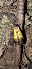 Piesmopoda semilutea