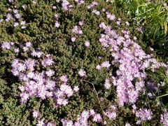 Drosanthemum candens