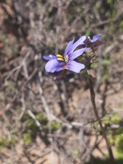 Nemesia azurea