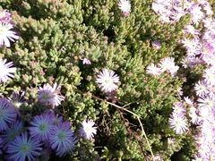 Drosanthemum candens
