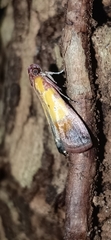 Piesmopoda semilutea