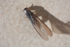 Kalotermes flavicollis