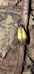 Piesmopoda semilutea