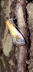 Piesmopoda semilutea