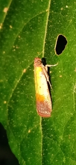 Piesmopoda semilutea