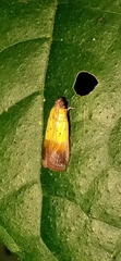 Piesmopoda semilutea
