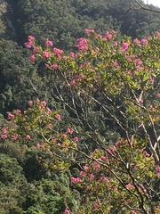 Dichaetanthera