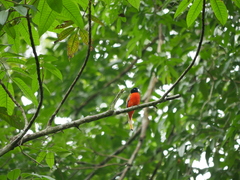 Harpactes duvaucelii