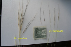 Hesperostipa curtiseta
