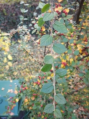 Cotoneaster wardii