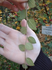 Cotoneaster wardii