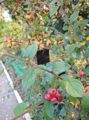 Cotoneaster wardii
