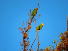 Amazona oratrix