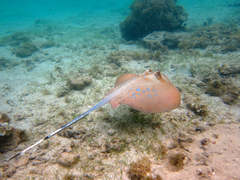 Stingray