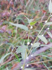 Lithospermum officinale
