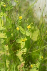Hypericum majus