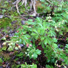 Alchemilla procumbens