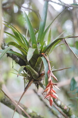 Tillandsia compacta