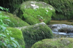 Myiothlypis rivularis